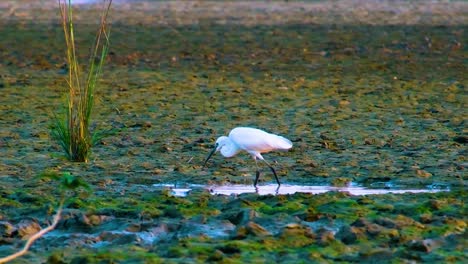 White-little-egret-fishing-in-a-dry-lake
