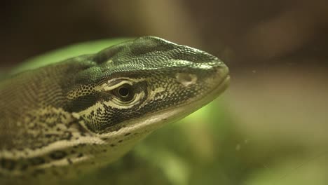 Varanus-lizard-sticking-his-tongue-out-in-reptile-zoo