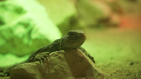 small-lizard-relaxing-on-rock-in-reptile-zoological-park