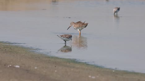 Seen-from-its-back-as-it-it-foraging-at-a-saltpan,-Spotted-Redshank-Tringa-erythropus,-Thailand