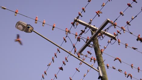 Flock-of-Australian-galahs-on-powerlines-in-rural-Queensland