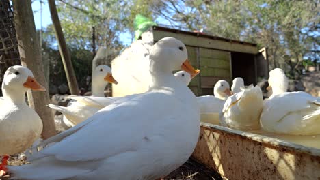 Many-white-ducks-feeding-at-farm---Low-angle-view