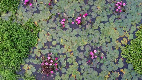 inland-water-body,-Water-lily-Grows-with-mosses-and-grasses,-Water-lily-in-the-stream-,pond-river-sea,-Water-lily-blooming,-Beautiful-aerial-shot,-group,-Blossom-,-field,-Top