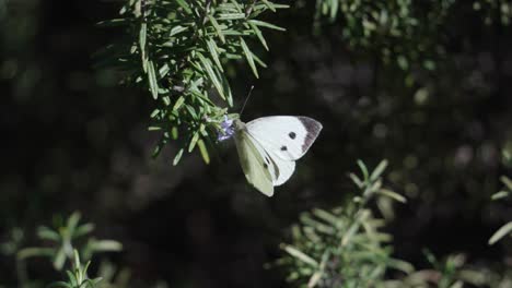 Schöner-Weißer-Schmetterling-Auf-Blättern