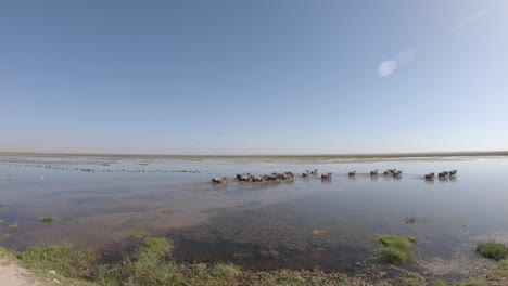 Wildebeest-group-in-watering-hole-on-savanna-during-wet-season,-Amboseli,-Kenya