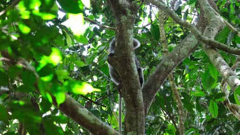 Seen-behind-the-trunk-of-the-tree-looking-up-and-around-ready-to-move-when-frightened,-Spectacled-Leaf-Monkey-Trachypithecus-obscurus,-Thailand
