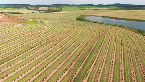 Wide-aerial-pan-of-huge-coffee-plantation-fields-on-hills-in-Brazil