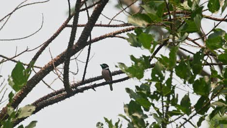 Seen-perched-on-a-branch-as-the-camera-zooms-out,-Black-and-yellow-Broadbill-Eurylaimus-ochromalus,-Kaeng-Krachan-National-Park,-Thailand