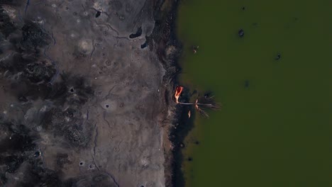 Drone-Desciende-A-Una-Costa-Muy-Contaminada-Con-Agua-Verde-Y-Arena-De-Alquitrán-Marrón-Con-Pájaro
