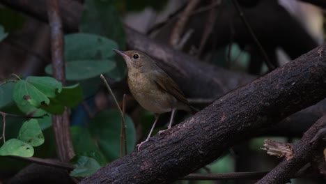 Camera-zooms-out-as-this-bird-looks-to-the-left-without-movement,-Siberian-Blue-Robin-Larvivora-cyane-Female,-Thailand