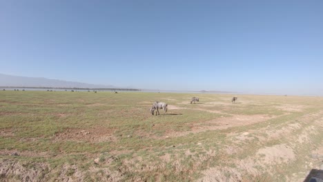 Wildebeests-grazing-on-grass-near-water-source-on-savanna,-Amboseli,-Kenya