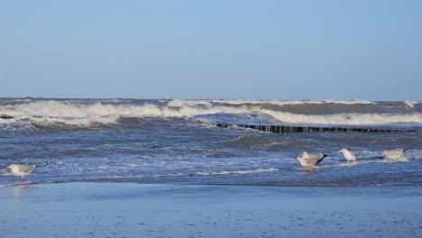 Seagulls-struggling-heavy-wind-on-the-shore-of-Baltic-Sea,-Poland