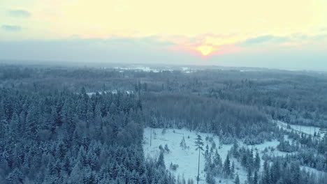 Drone-rises-above-snow-covered-coniferous-forest-to-stunning-sunset,-panoramic-winter-landscape