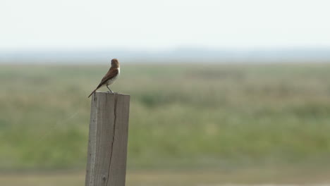 Slow-motion-of-a-brown-bird-with-a-white-chest-and-brown-points-on-it,-sitting-on-a-tame-and-flying-off