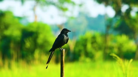 Pájaro-Drongo-Posado-Sobre-Un-Poste-De-Madera-Con-Fondo-Verde-De-Naturaleza-Rural-En-Bangladesh