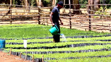 Green-environmental-conservation--young-africa-men-planting-trees-in-nursery