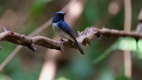 Seen-from-its-side-facing-towards-the-left-as-it-looks-around,-Hainan-Blue-Flycatcher-Cyornis-hainanus,-Thailand