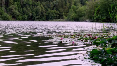 Lake-Montiggl---Monticolo,-Eppan---Appiano,-South-Tyrol,-Italy,-water-lilies,-reeds