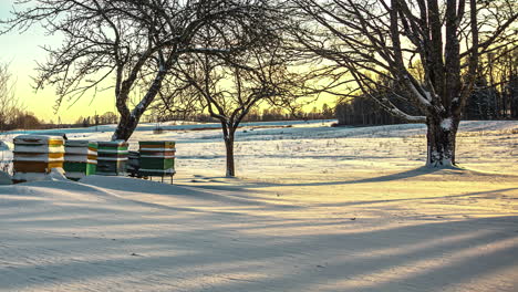 Tree-shadows-spread-across-snow-covered-landscape-next-to-field-and-beehive-boxes