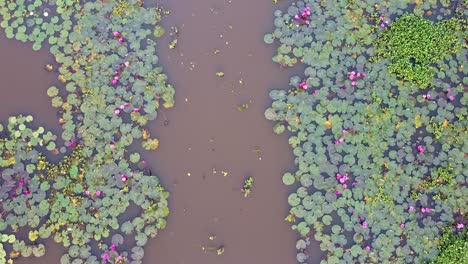 River-side-Water-lily-in-the-stream,-Water-lily-blooming,-,mangrove-forest-inland-water-body,-Beautiful-aerial-shot,-group,-Blossom-,-field,-Top,-Water-lily-Grows-with-mosses-and-grasses