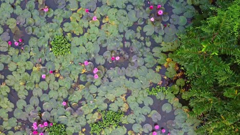inland-water-body-asia,-Water-lily-Grows-with-mosses-and-grasses,-Water-lily-in-the-stream-,pond-river-sea,-Water-lily-blooming,-Beautiful-aerial-shot,-group,-Blossom-,-field,-Top