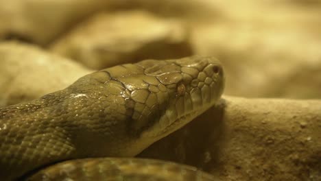 Big-green-python-head-resting-on-rocks,-close-up-shot