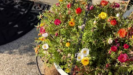 Spin-around-a-hanging-flower-pot-with-colorful-mini-roses