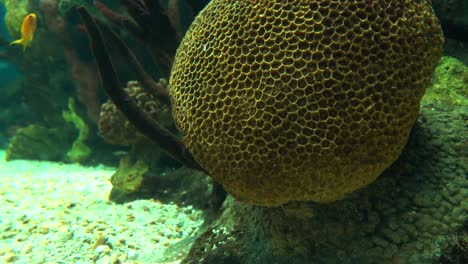 Hermosos-Peces-De-Arrecife-Coloridos-Bajo-El-Agua