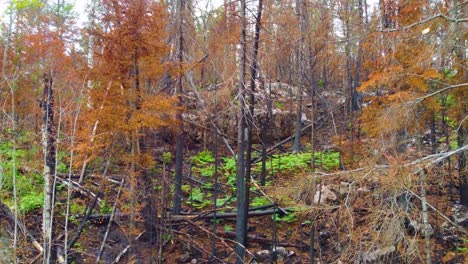 Herbstbäume-Landschaft-Nach-Waldbrand-Drohne-Fliegen-Durch-Blattlose-Verbrannte-Äste