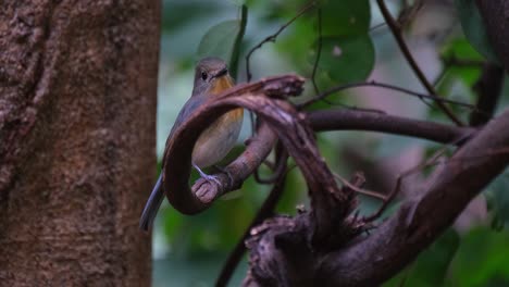 Camera-slides-to-the-left-while-its-zooms-out-revealing-this-bird-perched-on-a-twisted-vine,-Indochinese-Blue-Flycatcher-Cyornis-sumatrensis-Female,-Thailand