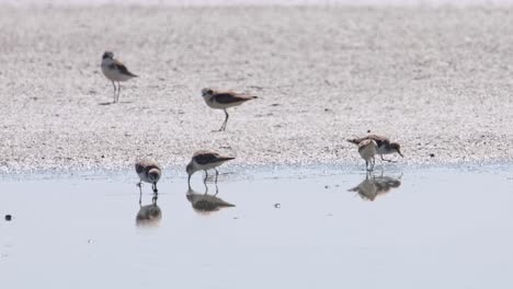 Running-towards-a-small-flock-of-plovers-to-join-them-feeding,-Spoon-billed-Sandpiper-Calidris-pygmaea,-Thailand