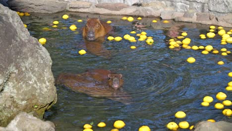 Gruppe-Von-Capybaras,-Die-Ein-Thermalbad-Mit-Yuzu-Zitrusfrüchten-Nehmen