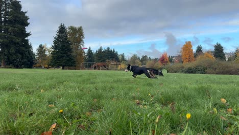 Hunde-Spielen-Frisbee-Im-Grasbewachsenen-Park