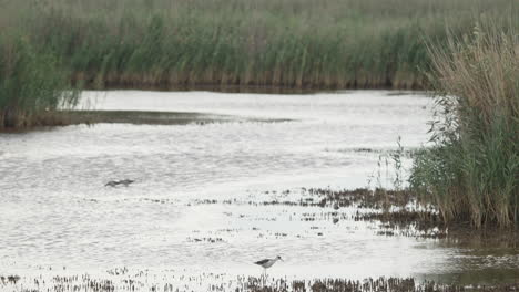 Close-shot-of-a-Stilt-Walker-looking-for-food-in-swamp---in-the-background-is-reed,-Common-Starlings-and-Black-Tailed-Godwit