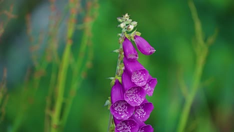 Delicate-purple-bell-flowers-on-the-blurry-background