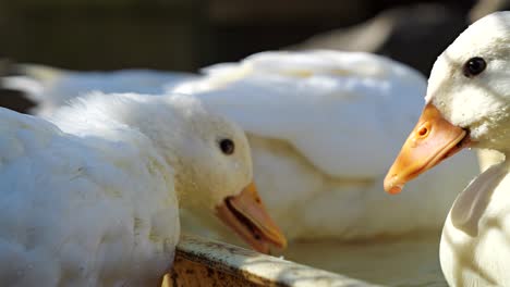 Close-up-of-duck-farm-animals-eating-food---Slow-motion