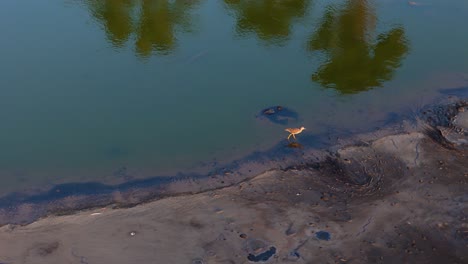 Un-Pájaro-Alto-Camina-A-Lo-Largo-Del-Borde-De-Un-Lago-De-Asfalto-Contaminado-Mientras-Los-Reflejos-De-Las-Palmeras-Brillan-En-El-Agua