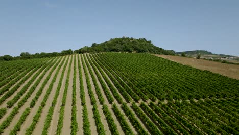 Drohnenaufnahme-Eines-Weinlandes-In-Portugal,-Das-In-Der-Ferne-Auf-Einen-Berg-Zusteuert