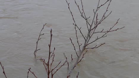 Pequeñas-Ramas-Colgantes-Colgando-En-El-Río-Severn-Durante-Una-Inundación