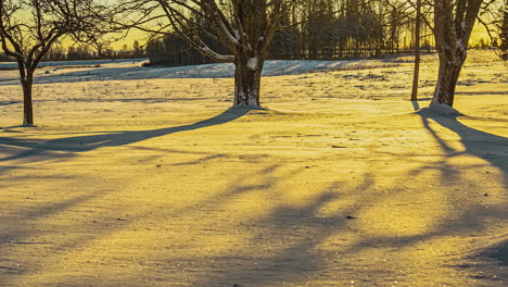 Tree-shadows-dance-across-white-snow-covered-ground-from-sunset-golden-hour-light
