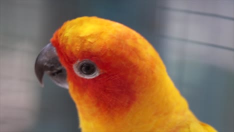 A-close-up-of-an-orange-and-yellow-tropical-bird-in-Kuala-Lumpur,-Malaysia