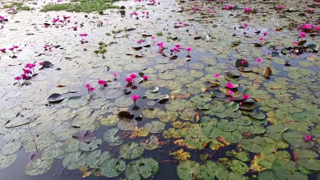 Morning-Water-lily-blooming,-River-side-Water-lily-in-the-stream,-,-,mangrove-forest-inland-water-body,-Beautiful-aerial-shot,-group,-Blossom-,-field,-Top,-Water-lily-Grows-with-mosses-and-grasses