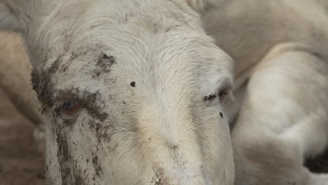Close-up-of-a-white-donkey