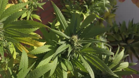 Cuidando-Una-Joven-Planta-De-Marihuana,-Cannabis