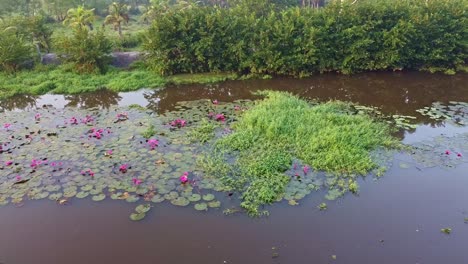 Water-lily-blooming,-River-side-Water-lily-in-the-stream,-inland-water-body,-Beautiful-aerial-shot,-group,-Blossom-,-field,-Top,-Water-lily-Grows-with-mosses-and-grasses