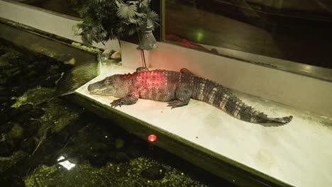 Small-baby-aligator-resting-under-red-warmth-lamp-in-reptile-facility