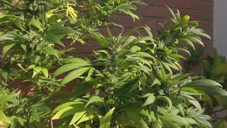 Marihuanapflanze-Wächst-An-Einem-Windigen-Tag-Auf-Einem-Balkon