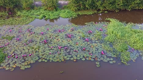 mangrove-forest-inland-water-body,-Water-lily-Grows-with-mosses-and-grasses,-Water-lily-in-the-stream-,pond-river-sea,-Water-lily-blooming,-Beautiful-aerial-shot,-group,-Blossom-,-field,-Top