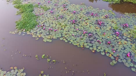 Asia-inland-water-body,-Water-lily-Grows-with-mosses-and-grasses,-Water-lily-in-the-stream-,pond-river-sea,-Water-lily-blooming,-Beautiful-aerial-shot,-group,-Blossom-,-field,-Top