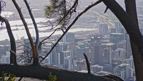 View-through-the-trees-of-Cape-Town-from-the-Lions-Head-viewpoint
